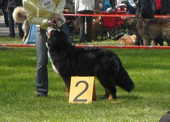 obrazek