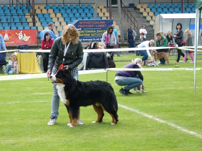 obrazek