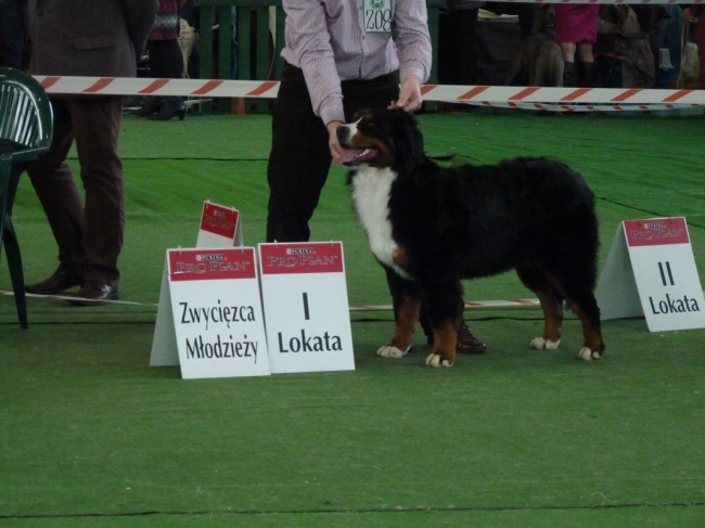 obrazek