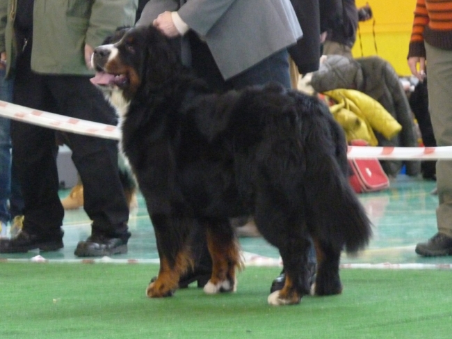 obrazek