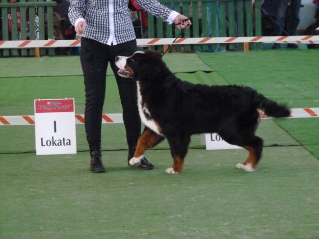 obrazek