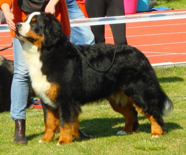 obrazek