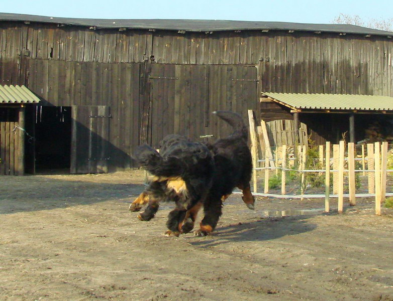 obrazek