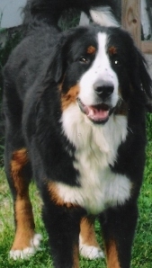 obrazek