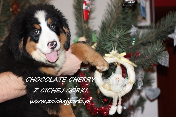 obrazek
