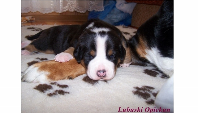 obrazek