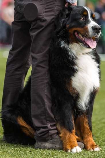 obrazek