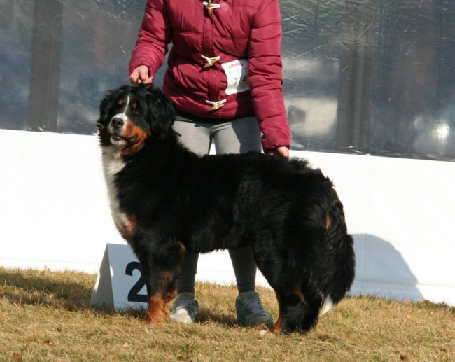obrazek