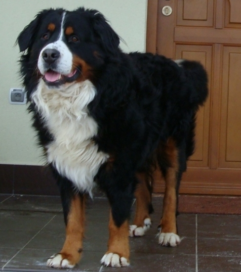 obrazek