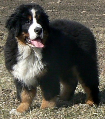 obrazek